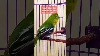 Download lagu Sirtu Cipoh Gacor Pancingan Super Ampuh Cipoh Diam Dan Malas Bunyi Langsung Nyaut#sirtugacor #shorts mp3