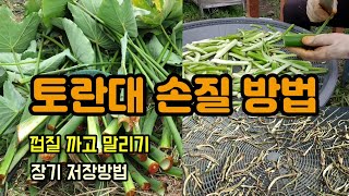 토란대 토란줄기 손질방법 토란대 껍질 쉽게 까는법과 건조 후 보관법