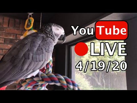 🔴🐦Einstein  Parrot LIVE! 4/19/20 Feather picking explained