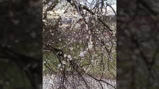 Michael Patrick Kelly - How do you love