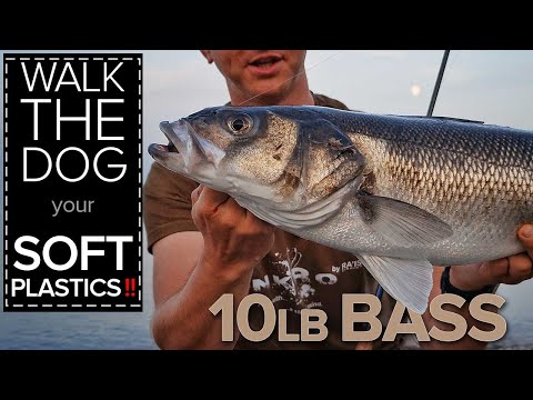 Double Figure Bass Caught on Camera!! Technique Explained. Seabass Fishing Ireland
