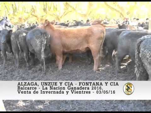 03-05-16 Ventas de Invernada - Fontana y Cia - Alzaga, Unzue y Cia - Balcarce.