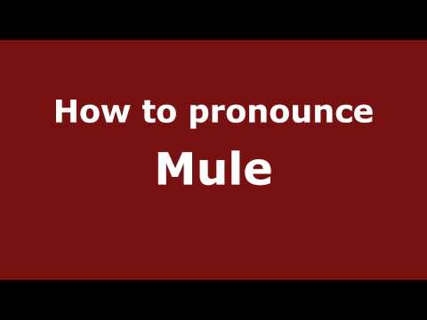 How to Pronounce Mule - PronounceNames.com