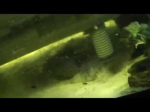 Turtle docks  what type to use   Penn Plax Turtle Pier review