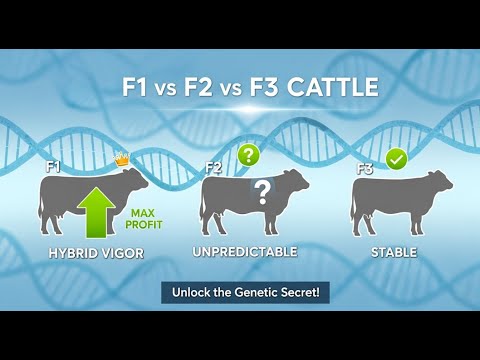 F1, F2, F3 Cattle: The Genetic Secret to a Perfect Herd