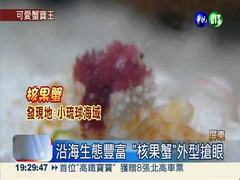 海底無尾熊 可愛螃蟹還戴假睫毛