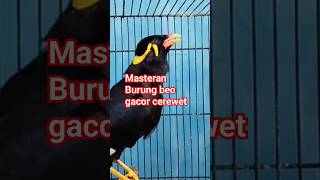 Download lagu Suara Burung beo gacor cerewet #shorts mp3
