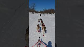 preview picture of video 'Dog sledding with Nature's Kennel 2018'