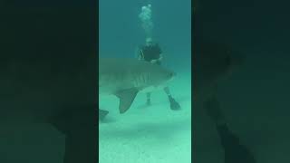 Download lagu Ancient Greenland shark found off the coast of Belize 🦈 #shorts mp3