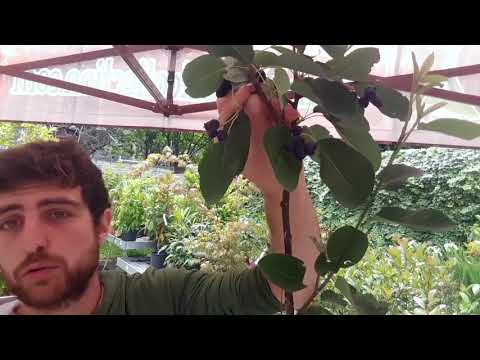 Helpful tips on how to grow Amelanchier Canadensis or Raven Pear