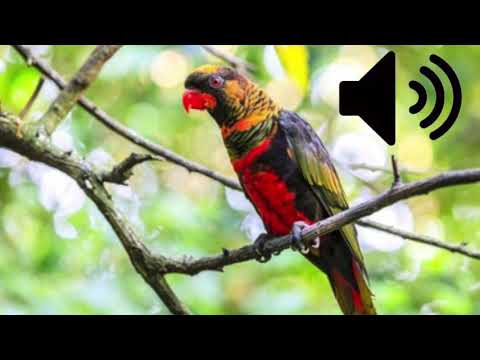 Dusky Lory sound effect 44100Hz (Free to use)(No copyright)