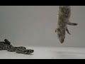 How a boa constrictor squeezes its prey to death ...