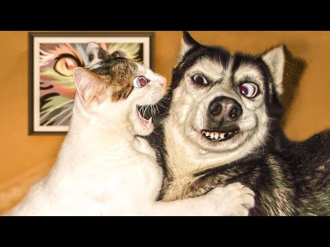 FUNNY Pet Fails 😂 20 Minutes - BEST Animal Compilation