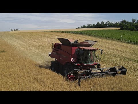 "Lohndreschen im erntereifen Raps" Rapsernte 2023