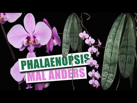 Phalaenopsis schilleriana - Naturform Phal für Anfänger | Pflanzen-Portrait