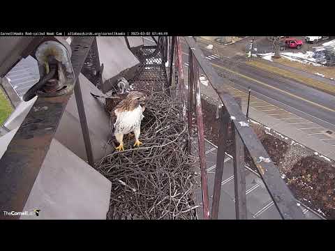 Epic Red-tailed Hawk Nest Building by the #CornellHawks! March 2, 2023