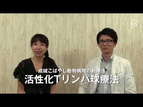 犬のリンパ球減少症 - 症状、原因、治療法