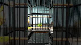 Download lagu Cucak Kinoi Isian Cililin Sambung Rambatan Speed Rapat mp3