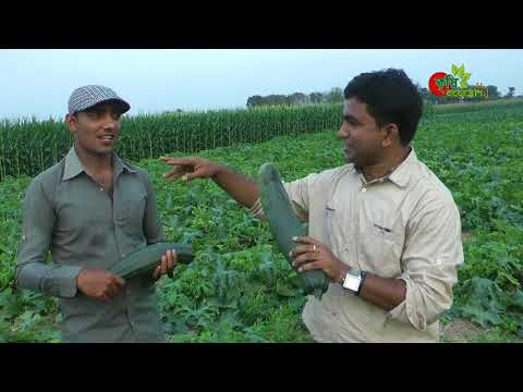 স্কোয়াশ চাষঃ ৩০ হাজার টাকায় ১ বিঘা জমিতে ৭৫ দিনে ২ লক্ষ টাকা আয়- অস্বাভাবিক কিন্তু সত্য