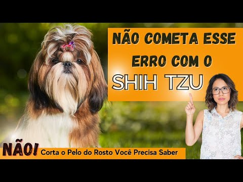 Descubra A Verdade Sobre Corta Os Pelos Do Rosto Do Shih Tzu Você Precisa Saber😯