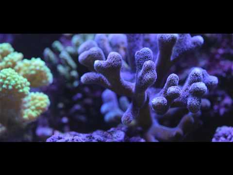 Coral Reef Tank Aquarium With Moorish Idol