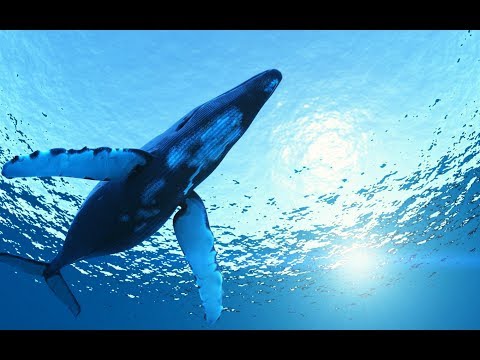 10 Hours Amazing Whale Sounds Underwater for relaxation and stress relief