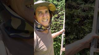 O RAPAZ QUER LIKE, VAMOS AJUDAR #minasgerais #fazenda #agro #vidanocampo vidanaroça