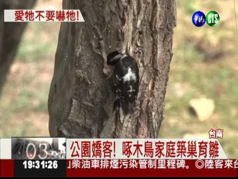 近拍啄木鳥築巢 遊客成生態殺手