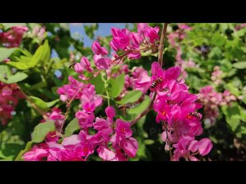 Honey from the Spa Island // Piešťany Ensana Health Spa Hotels