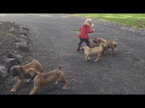 Barbarian Boerboel Puppies