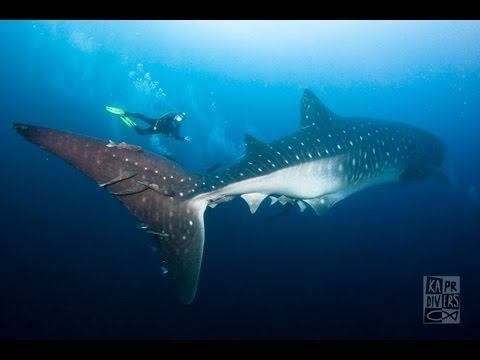 Galapagos scuba diving safari Video facade placeholder