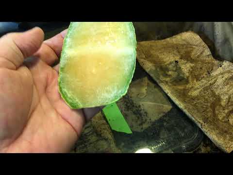 Enhancing mite bait to include melon rind   worm farm vermicomposting