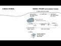Apoptosis - internal and external pathways