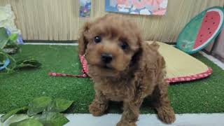 トイプードルの動画01