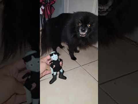 The Dog Who Thinks He's a Cat 😅 #catdog #pomerian #dogs #cats #kittens #cute #bite #angry #fyp