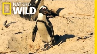 Penguin Crime Spree | South Africa