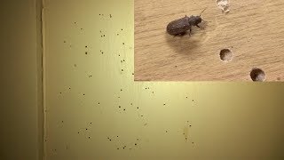 DIY - How to get rid of Wood Borer - 100% Fix