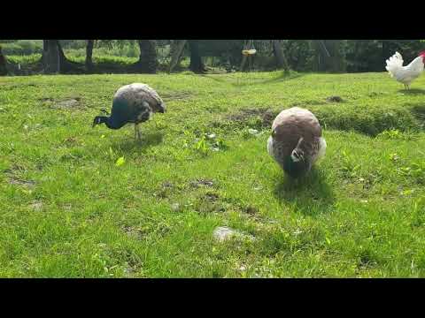 peacocks peafowl - Image 2