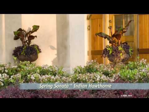 Why to Plant Spring Sonata Indian Hawthorne from Southern Living with Its White Spring Flowers
