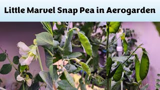 Little Marvel Snap Peas in Aerogarden Bounty Basic Hydroponics System