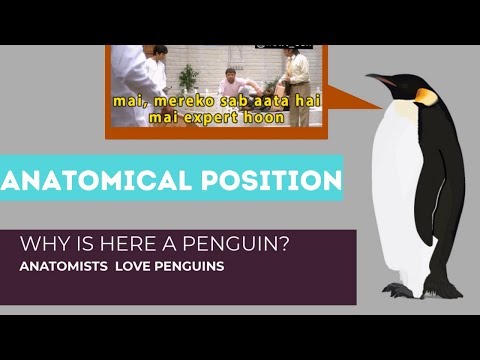 Anatomical Position - Introduction , Significance , Examples || THE PENGUIN POSTURE