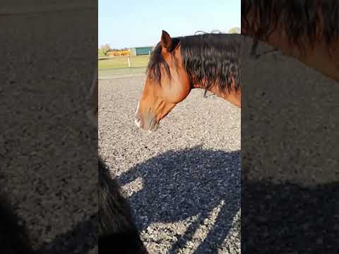 Oktober 2019 - Stute und Wallach in Action Teil 2 von 3