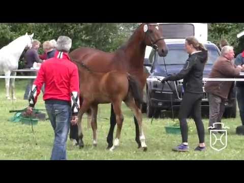 SL128 Stutfohlen von Diamant de Semilly - Lordanos - Fantast