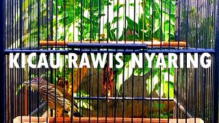 Download lagu KICAU CUCAK RAWIS COCOK UNTUK PANCINGAN BURUNGMU YANG MANDEK mp3 Download lagu KICAU CUCAK RAWIS COCOK UNTUK PANCINGAN BURUNGMU YANG MANDEK mp3