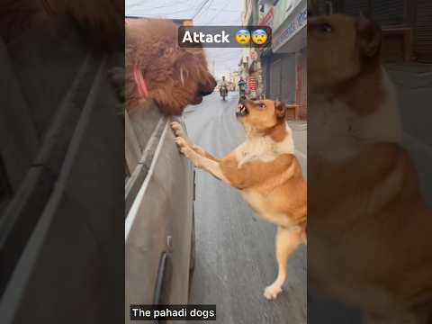 Street Dog attack 😨😨 #shorts #viral #dogs #trending #viralvideo #street dog #dogs