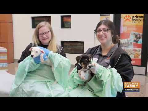 Pets on Parade (Full Episode) December 6, 2025 - YouTube