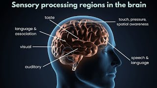 HSP - Sensory processing sensitivity (and much more)