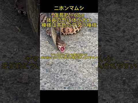 自然に毒蛇を追い払う方法は？傷つけずに追い払う5つのヒント  庭園