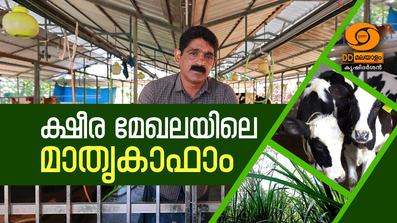 മാസം ലക്ഷങ്ങൾ ലാഭം! പശുവളർത്തൽ നഷ്ടമാണെന്ന് പറയുന്നവർ ഇത് കാണുക  |  Profits of lakhs per month! Those who say that cow farming is a loss, watch this