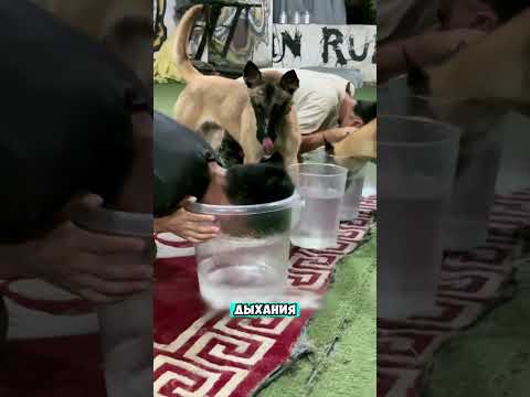 Собаки все чувствуют